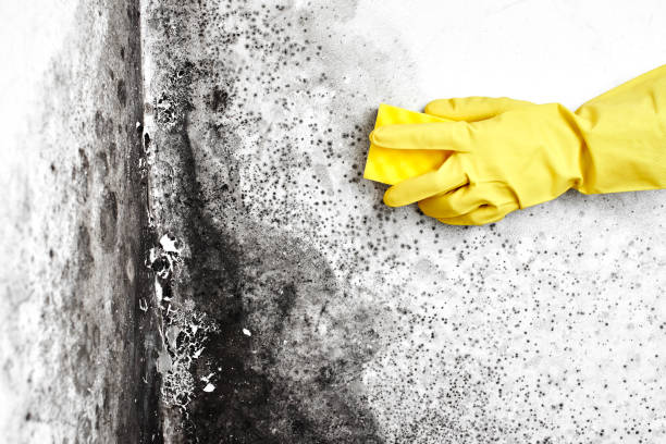Best Preventive Mold Services in North Grosvenor Dale, CT