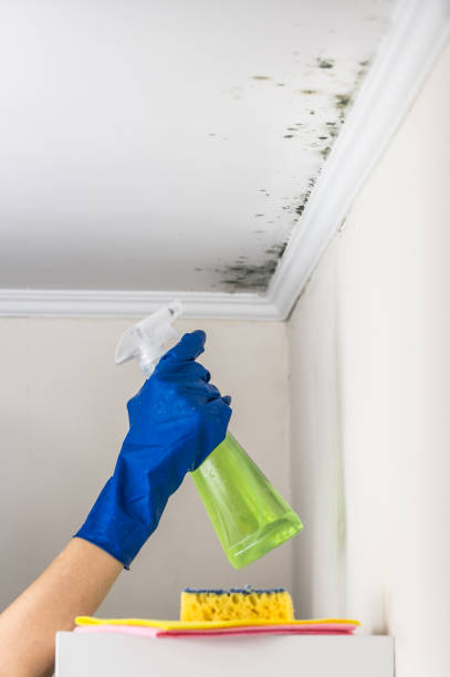 Best DIY Mold Remediation Support Services in North Grosvenor Dale, CT